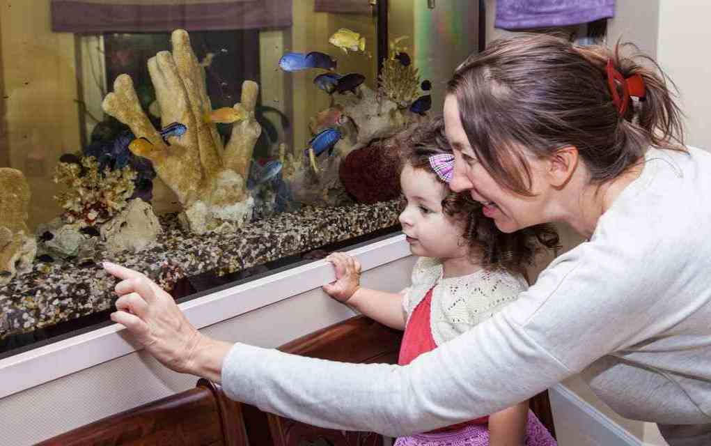 benefits of owning an aquarium for kids