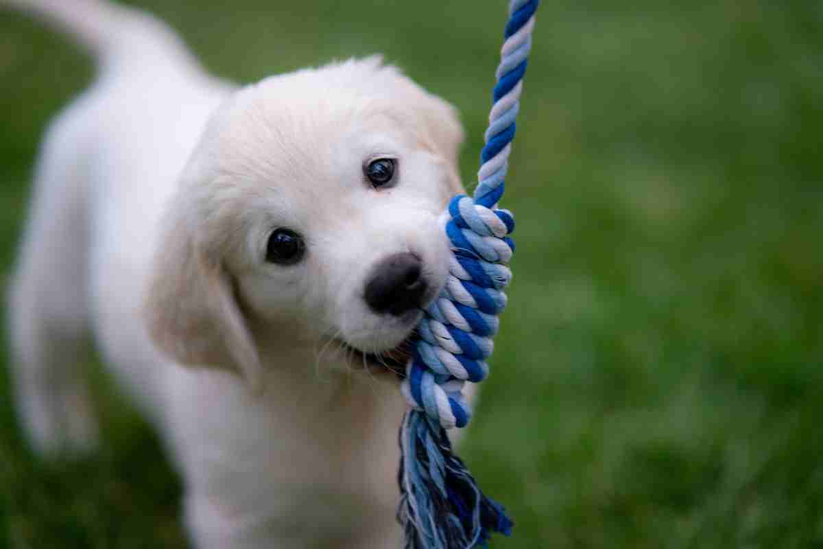 Getting a Puppy What You Need to Know lead