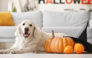 Look After Your Dogs at Halloween