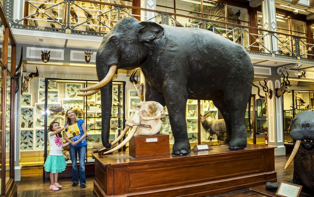 summer at National Museum of Ireland Natural History