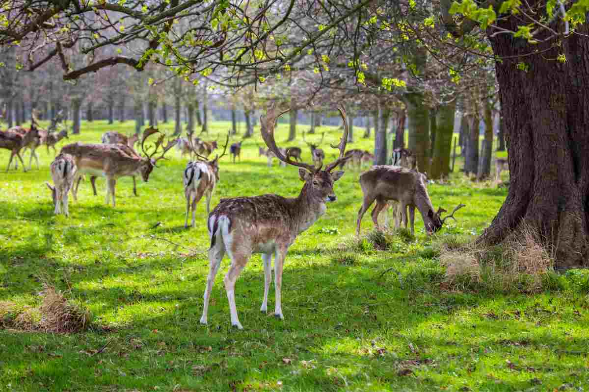 Phoenix Park deer for instagram places in Dublin