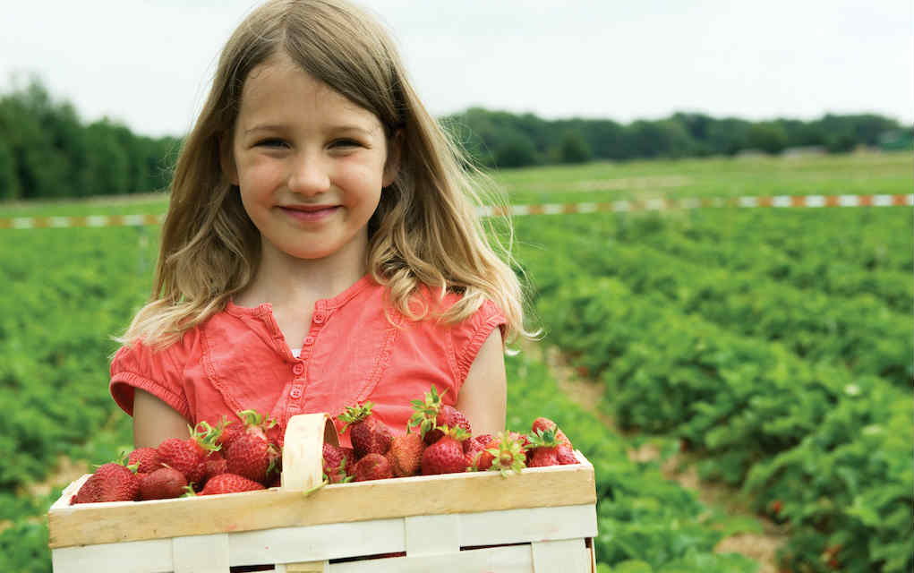 Pick Your Own Farms in Ireland and UK - Mykidstime