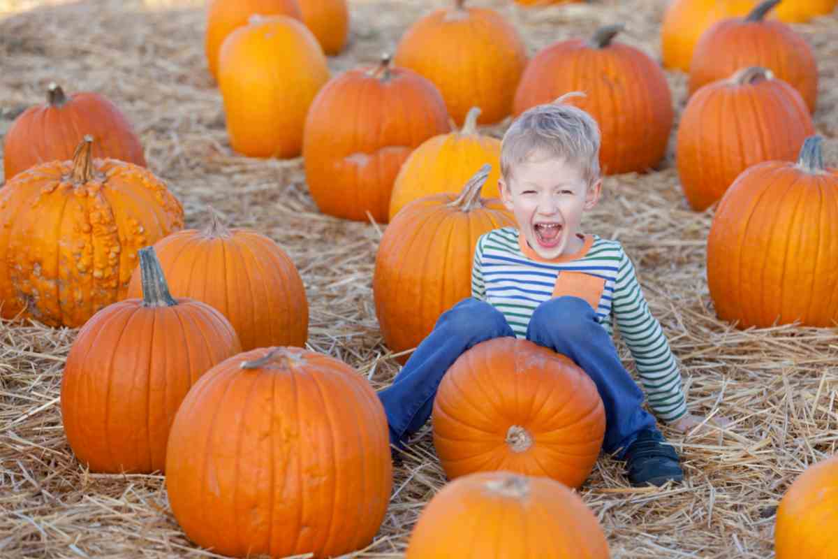 Places to go Pumpkin Picking in Ireland - Mykidstime