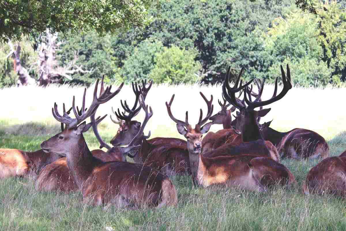 Places To See Santa’s Reindeer And Other Animals Around Ireland (Watch Out For Rudolf!)