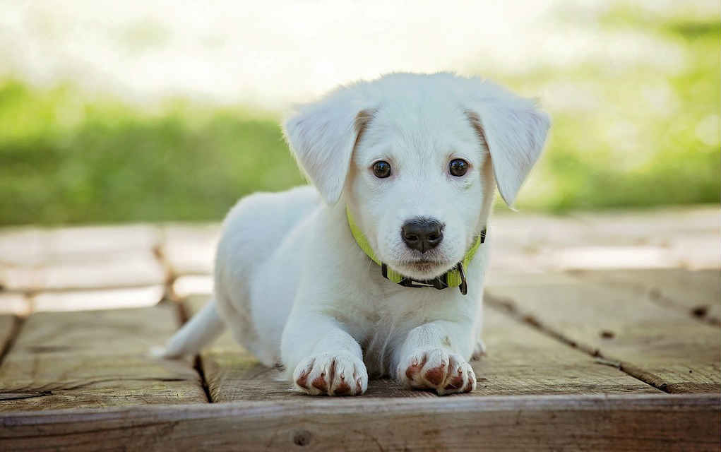 Puppy training with children - Mykidstime