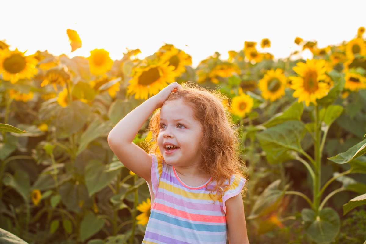 Sunflower fields in Ireland