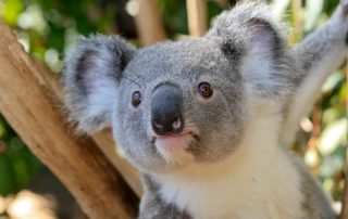 things to do in brisbane with kids